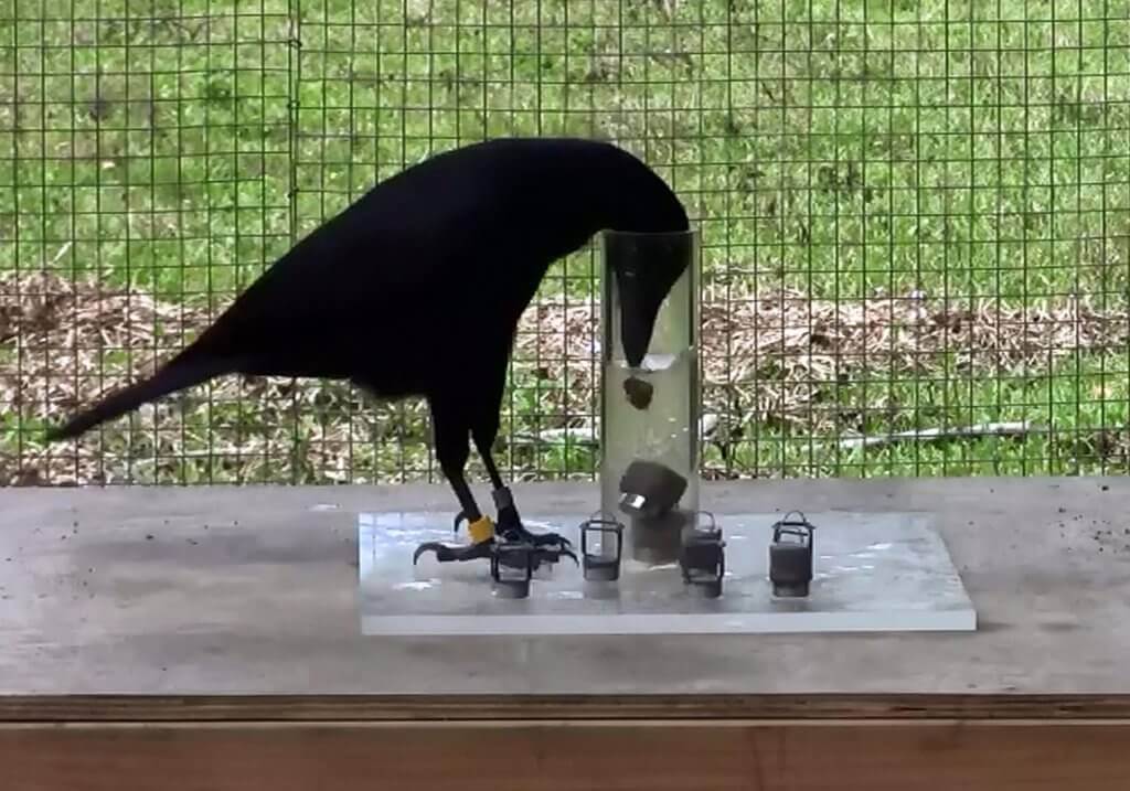 Esperimento sulla intelligenza animale con i corvi