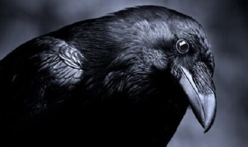 L’intelligenza del regno animale: i corvi