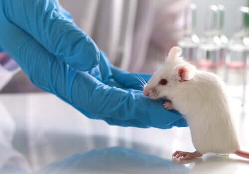 Sperimentazione animale: a che punto siamo?