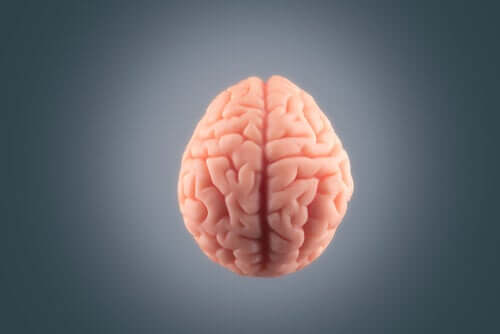 Cervello su sfondo grigio