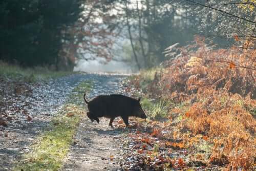 Il cinghiale calidonio