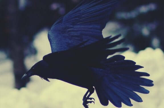Corvo in volo