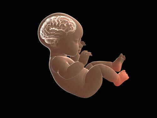 Sviluppo embrionale del cervello