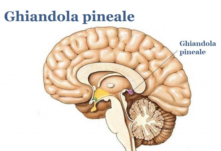 Cervello con in evidenza la ghiandola pineale
