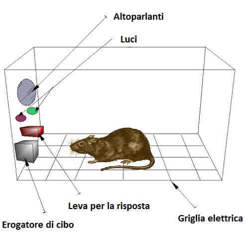 Condizionamento operante con cavie da laboratorio