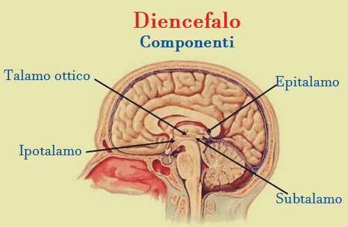 Struttura anatomica dello epitalamo