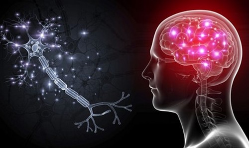 Cellule OLM: i neuroni che combattono l'ansia