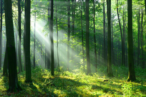 Un bosco e luce del sole