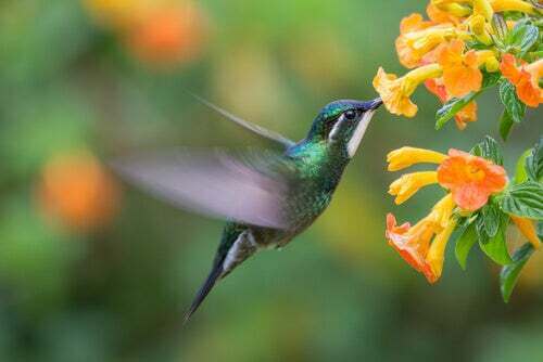 Colibrì tra i fiori