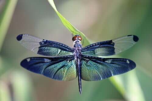 La metafora della libellula e i cicli della vita