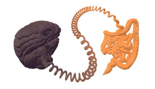 Connessione tra stomaco e cervello