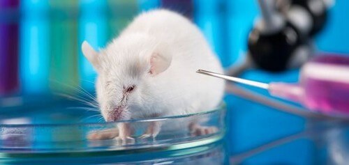 Esperimenti su cavie animali.