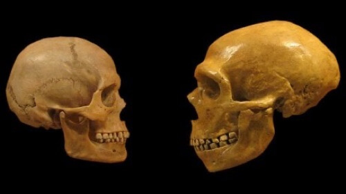 Differenze tra il cranio dei Neanderthal e dell'essere umano moderno.