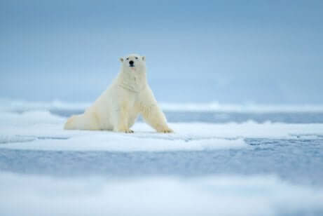 Orso polare su un ghiacciaio