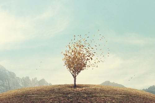 Albero che perde le foglie.