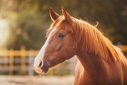 La paura dei cavalli o equinofobia