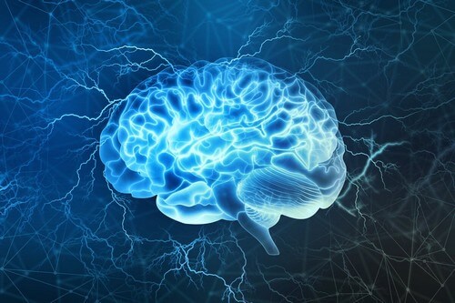 Il cervello e le sue facoltà.