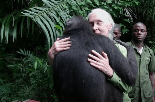 Jane Goodall, ricercatrice e attivista mondiale