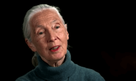 Jane Goodall parla della sua carriera come attivista.