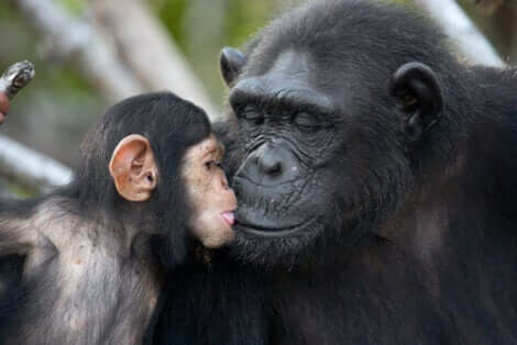 Coppia di mamma e cucciolo di scimpanzé che si danno un bacio.