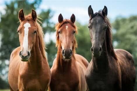 Tre cavalli marroni.