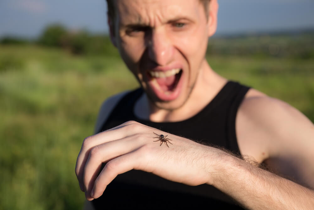 Aracnofobia, la paura dei ragni