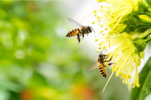 La paura delle api: cause e trattamento