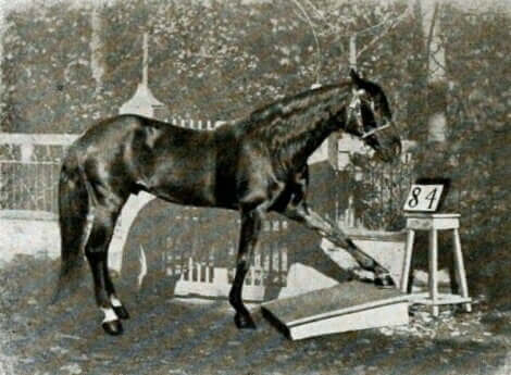 Clever Hans indica un numero.