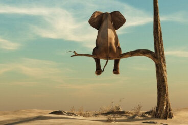 La grassofobia: l'unico elefante in sala