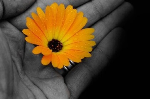 Mano con fiore giallo.