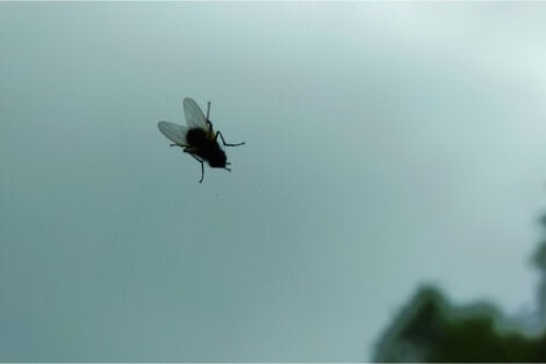 Mosca su vetro.