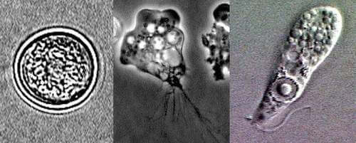 Immagini al microscopio delle amebe.