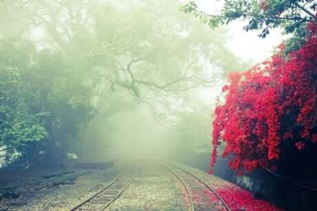 Paesaggio autunnale con nebbia.