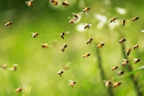 Sciame di api in volo.