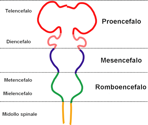 Struttura del tronco encefalico.