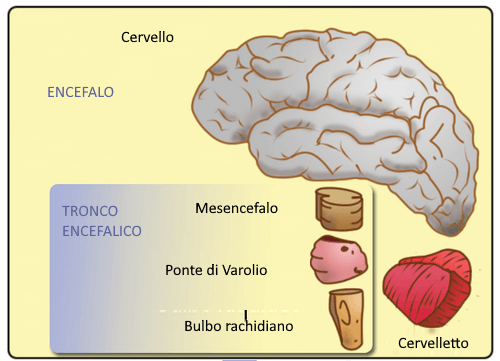 Struttura del tronco encefalico.
