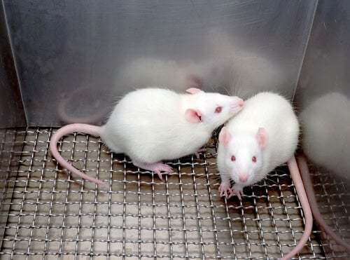 Due topi da laboratorio.
