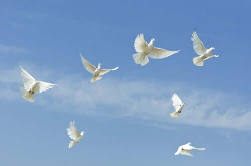 Colombe in volo.