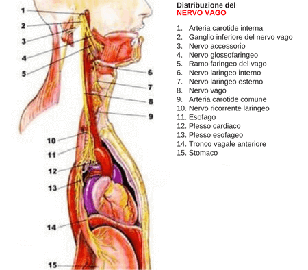 Distribuzione del nervo vago nel corpo umano.