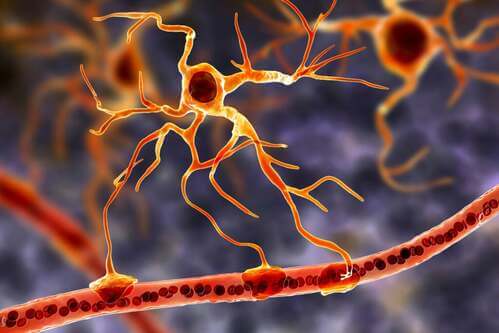 Cellule della glia: la base del cervello