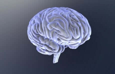 Il cervello umano.