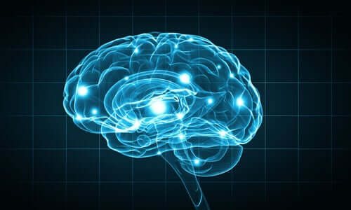 Immagine del cervello umano.