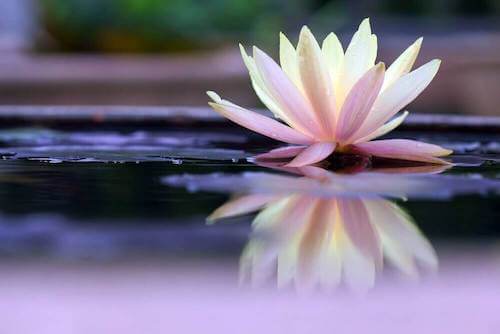 Bellissimo fiore di ninfea che galleggia sull'acqua.