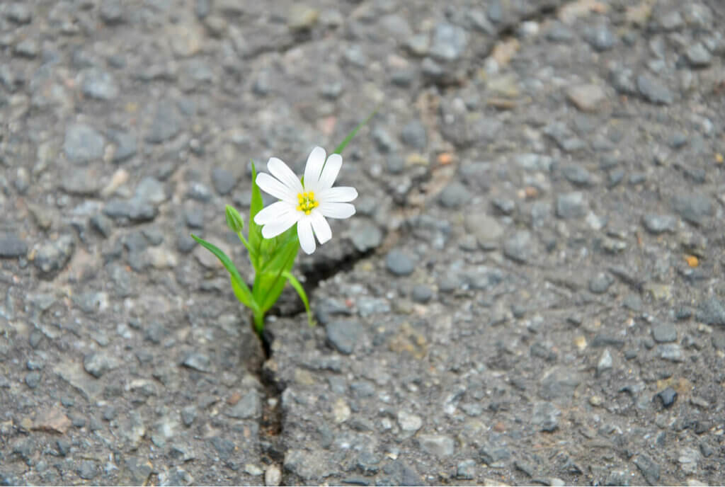 Fiore nasce dall'asfalto. 