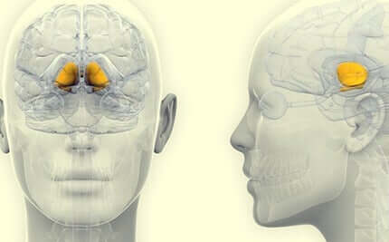 I gangli della base: anatomia e funzioni