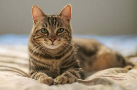 Gatto tigrato con occhi chiari.