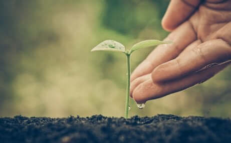 Mano che mette una goccia su una piantina.