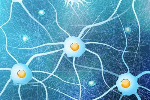 Cellule gliali con neuroni.