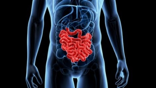 Intestino umano.