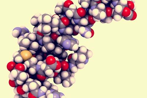 Ipocretina: caratteristiche e funzioni